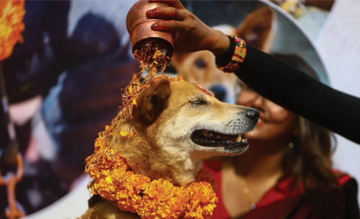 Canine Influenza Virus Antigen Test (CIV Ag)4.png