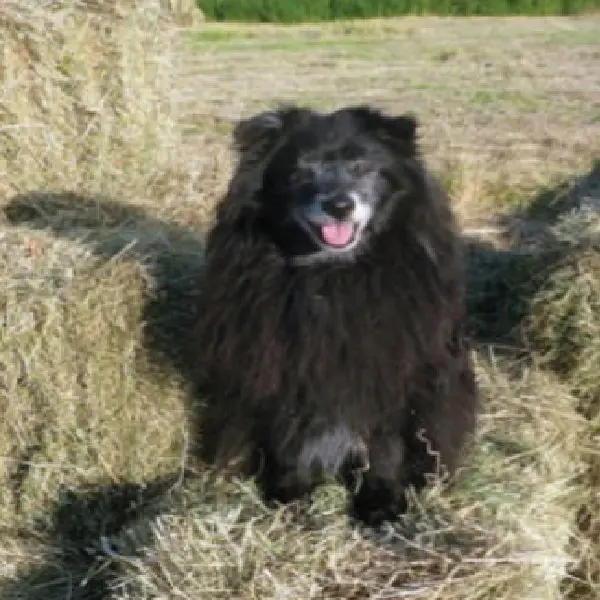 Canine Heartworm Antigen Test (CHW Ag)