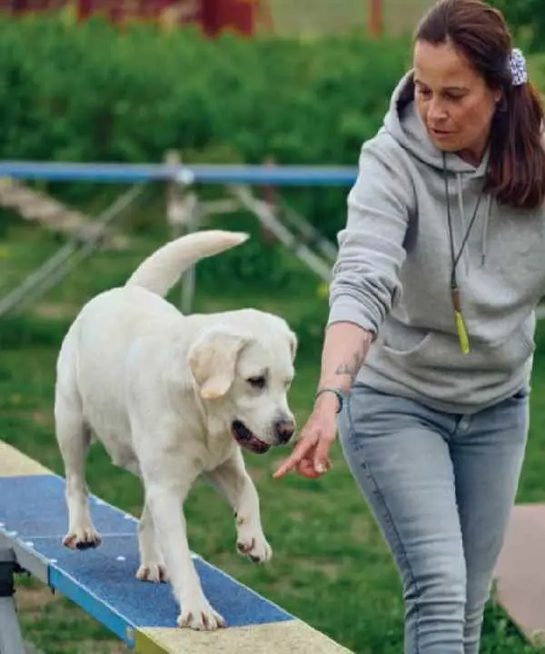 Canine Coronavirus Antigen Test (CCV Ag)