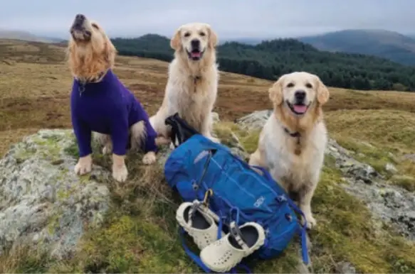 Canine Heartworm Antigen Test (CHW Ag)4.png