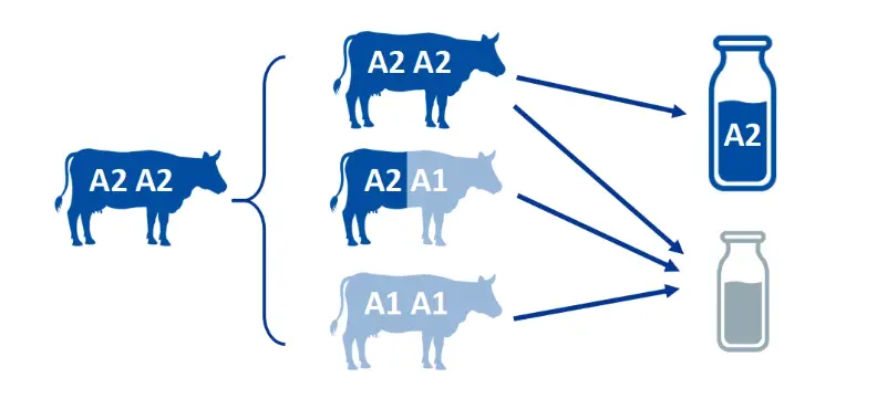 Detection technology of A2 β-casein in dairy products