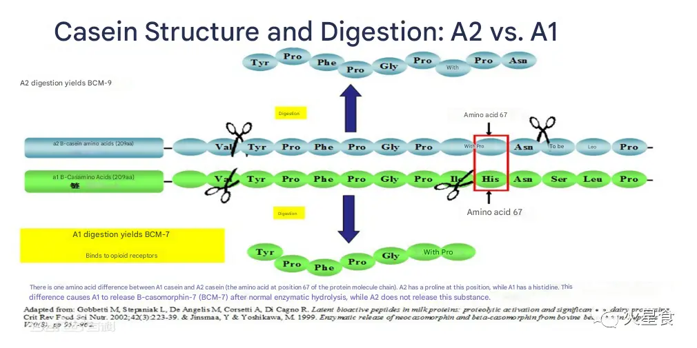 Detection technology of A2 β-casein in dairy products2.png