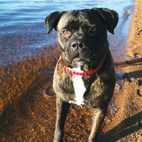 Canine Rotavirus Antigen Test (CRV Ag)