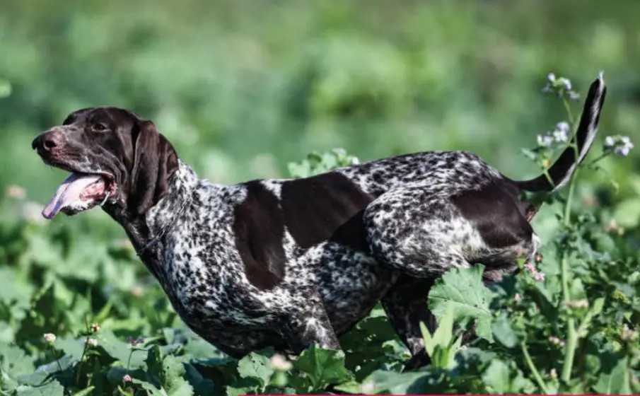 Canine Adenovirus Antigen Test (CAV-2 Ag)3.png