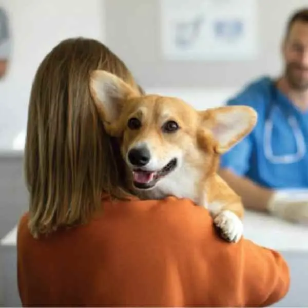 Canine Distemper Antibody Test (CDV Ab)