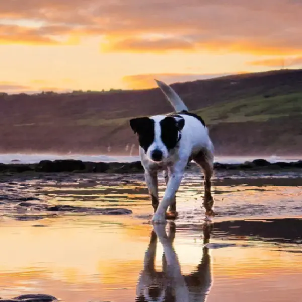 Canine Progesterone Antigen Test (3).jpg