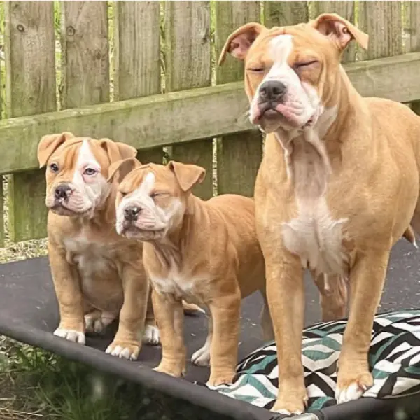 Canine Rotavirus Antigen Test (CRV Ag) (1).jpg