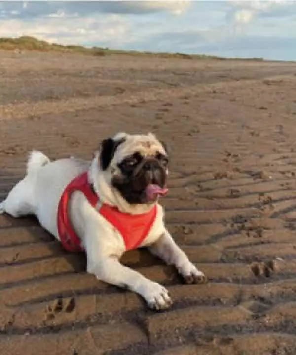 Canine Coronavirus Antigen Test3.jpg