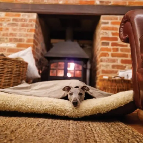 Canine Progesterone Antigen Test