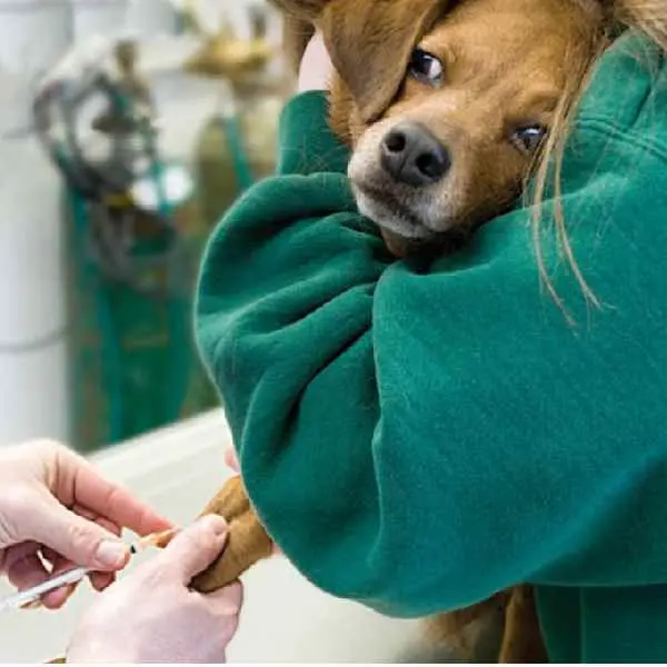 Canine Influenza Virus Antigen Test (CIV Ag)1 (2).jpg