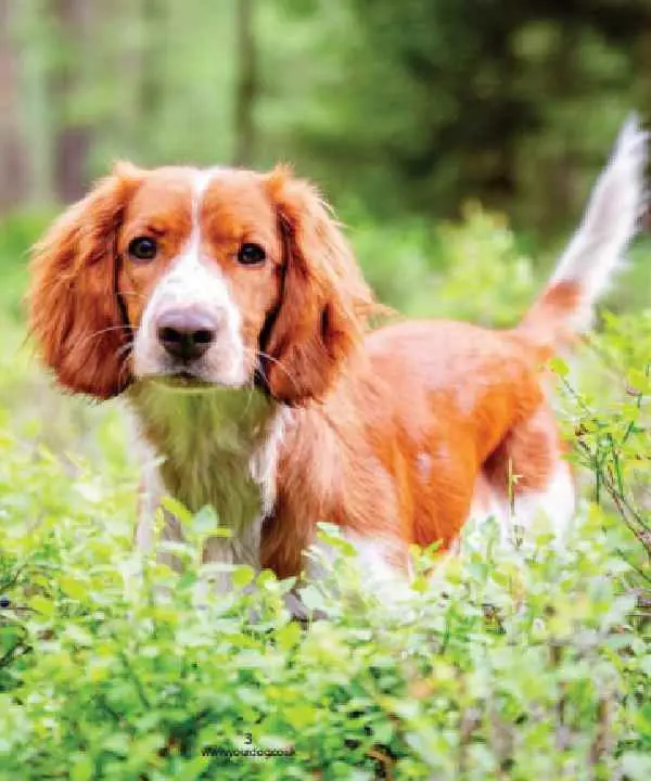 Canine Distemper Antigen Test2.jpg