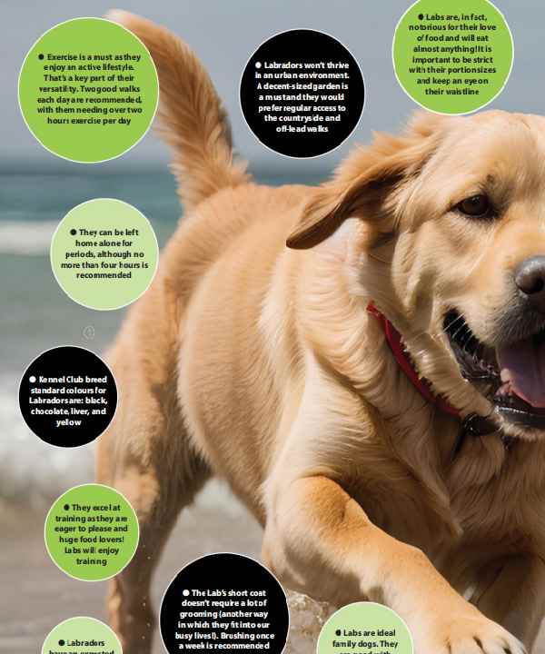 Canine Parvovirus Antigen Test (CPV Ag)