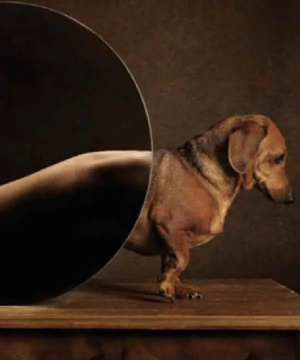 Canine Parvovirus Antigen Test2.jpg