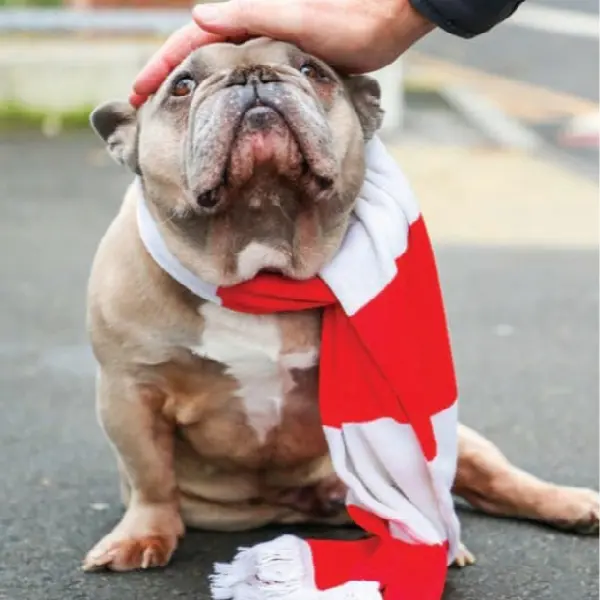 Canine Influenza Virus Antigen Test (CIV Ag)1 (3).jpg