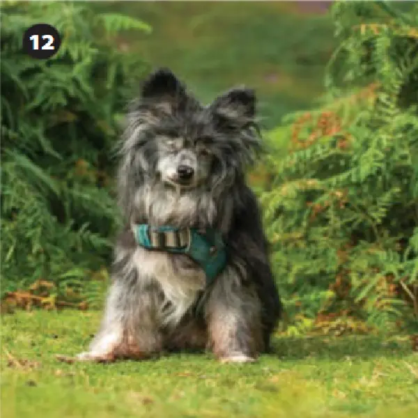 Canine Relaxin Antigen Test (RLN Ag) (2).jpg