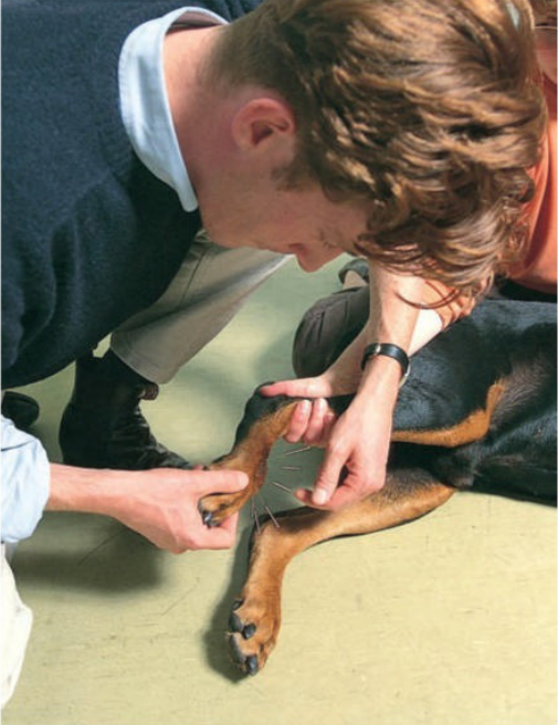 Canine Parvovirus Antibody Test (CPV Ab)4.png