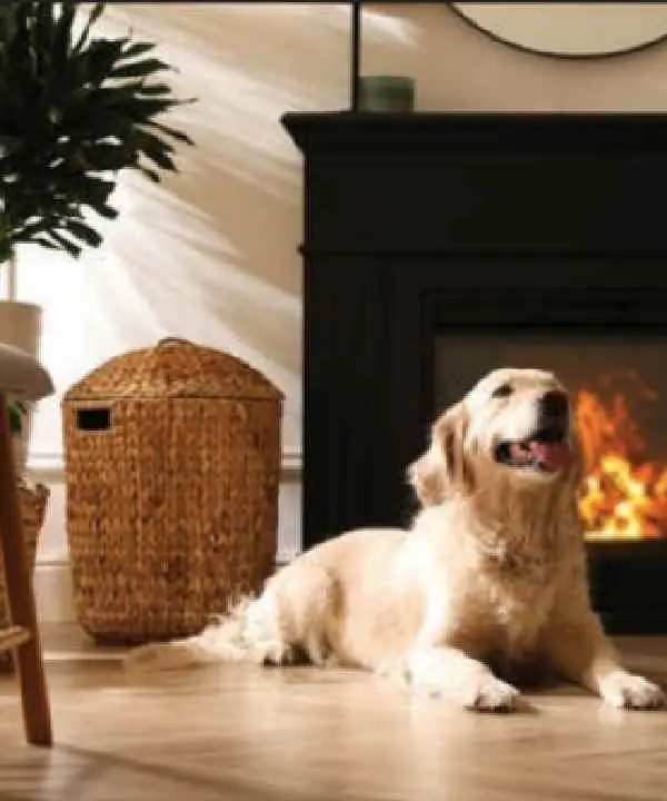 Canine Parvovirus Antigen Test3.jpg