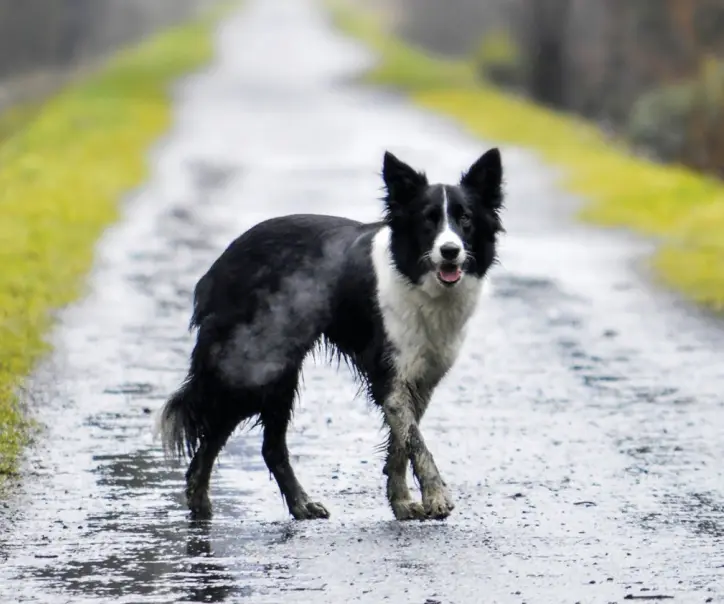 Canine Adenovirus Type 1 Antigen Test (CAV-1 Ag)4.png